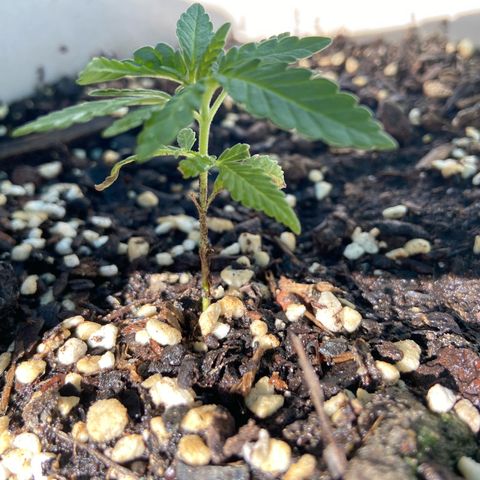Amnesia Lemon growlog photo: Looking good just need to make sure getting enough sun 