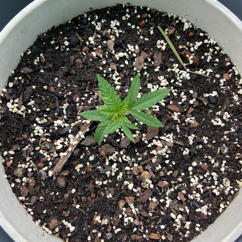 Amnesia Lemon growlog photo: Looking ok