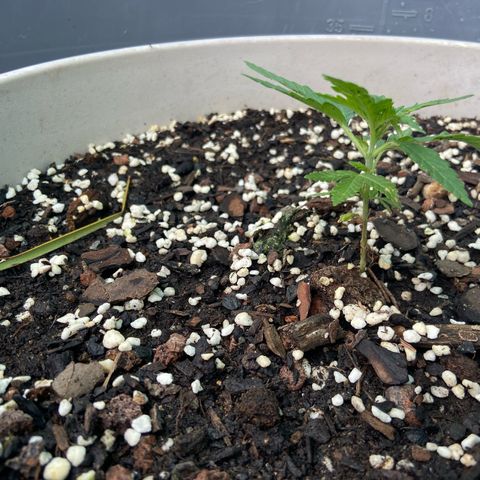 Amnesia Lemon growlog photo: Looking ok