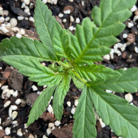 Amnesia Lemon growlog photo: Looking ok