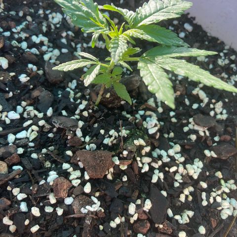 Amnesia Lemon growlog photo: She is loving this new soul mix. Looking nice and green. Coming back strong