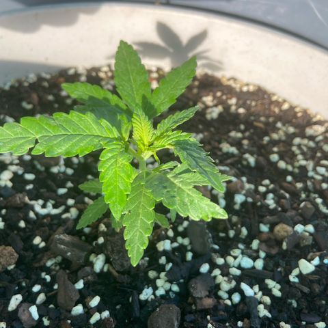 Amnesia Lemon growlog photo: She is loving this new soul mix. Looking nice and green. Coming back strong