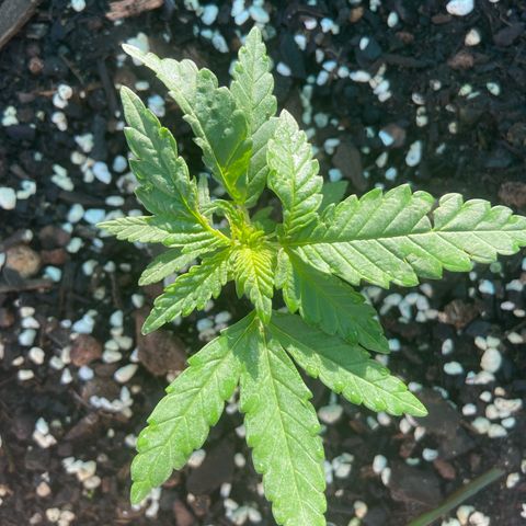 Amnesia Lemon growlog photo: She is loving this new soul mix. Looking nice and green. Coming back strong