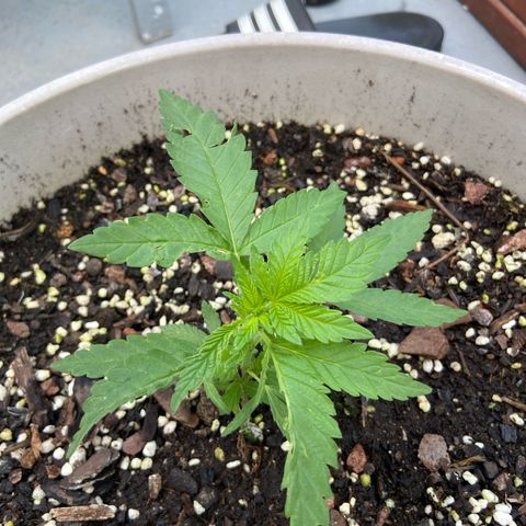 Amnesia Lemon growlog photo: Still showing deformity on one side 😣
