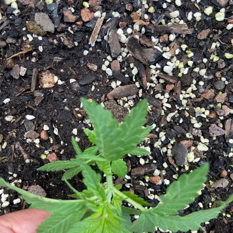 Amnesia Lemon growlog photo: Still showing deformity on one side 😣