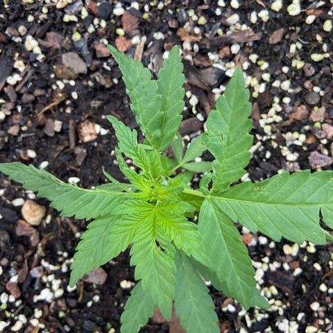 Amnesia Lemon growlog photo: Still showing deformity on one side 😣