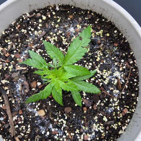 Amnesia Lemon growlog timeline photo