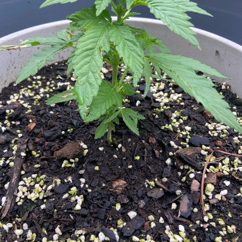 Amnesia Lemon growlog photo: Leaves are finally looking normal . Added swift grow last week and she is showing noticeable improvement. At this rate hopefully she will make up for the lost time