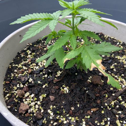 Amnesia Lemon growlog photo: Leaves are finally looking normal . Added swift grow last week and she is showing noticeable improvement. At this rate hopefully she will make up for the lost time