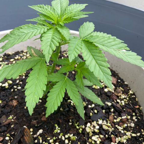 Amnesia Lemon growlog photo: Leaves are finally looking normal . Added swift grow last week and she is showing noticeable improvement. At this rate hopefully she will make up for the lost time