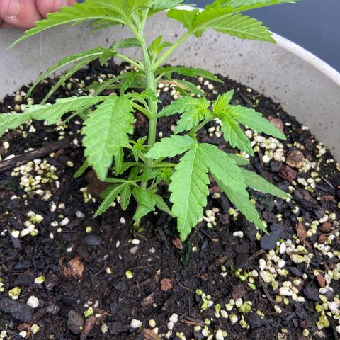 Amnesia Lemon growlog timeline photo