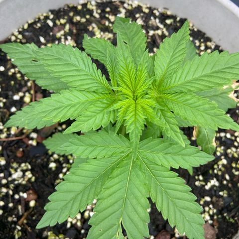 Amnesia Lemon growlog photo: Leaves are finally looking normal . Added swift grow last week and she is showing noticeable improvement. At this rate hopefully she will make up for the lost time