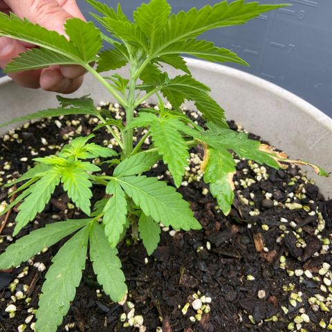 Amnesia Lemon growlog timeline photo