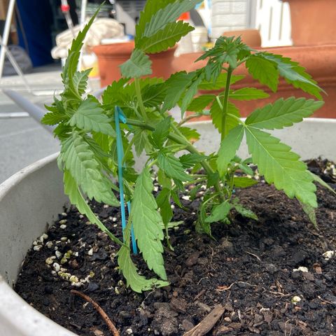 Amnesia Lemon growlog photo: Looking 👀 nice, starting the stress treatment. Let’s see how she responds 💪 