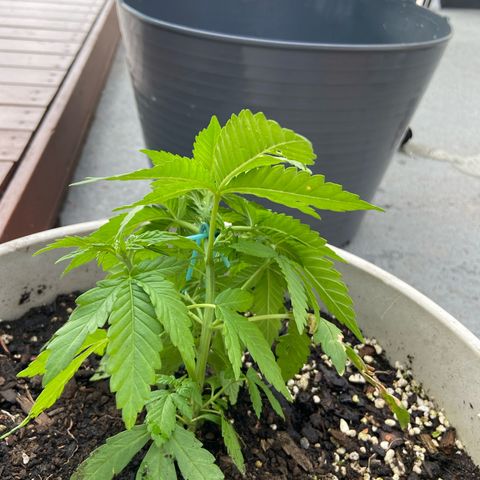 Amnesia Lemon growlog photo: Looking 👀 nice, starting the stress treatment. Let’s see how she responds 💪 