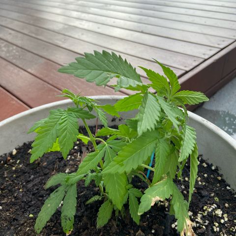 Amnesia Lemon growlog photo: Looking 👀 nice, starting the stress treatment. Let’s see how she responds 💪 