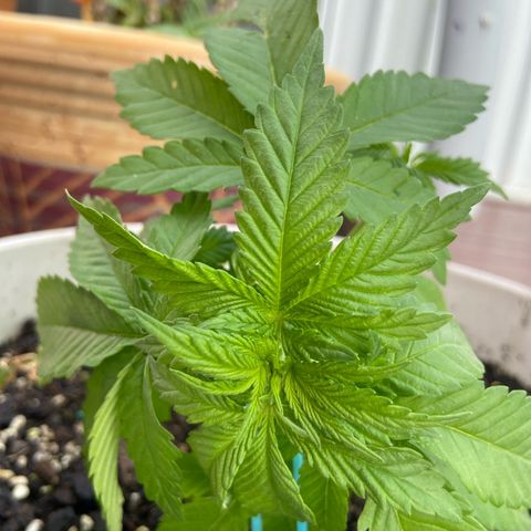 Amnesia Lemon growlog photo: Looking 👀 nice, starting the stress treatment. Let’s see how she responds 💪 