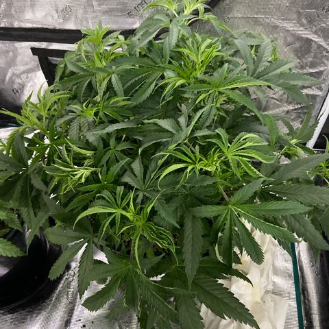 Gorilla Glue 4 growlog photo: Go baby 😉