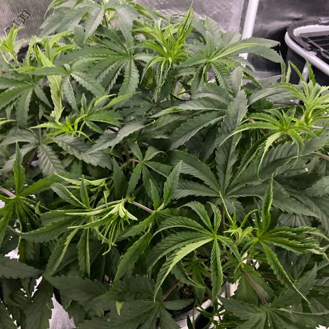 Gorilla Glue 4 growlog timeline photo
