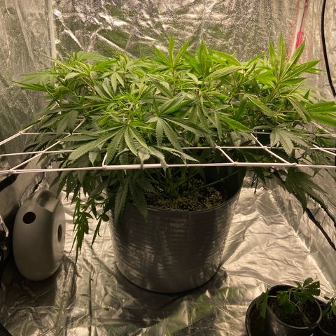 Amnesia Lemon growlog photo: Baby is ready to flower and did some trimming 