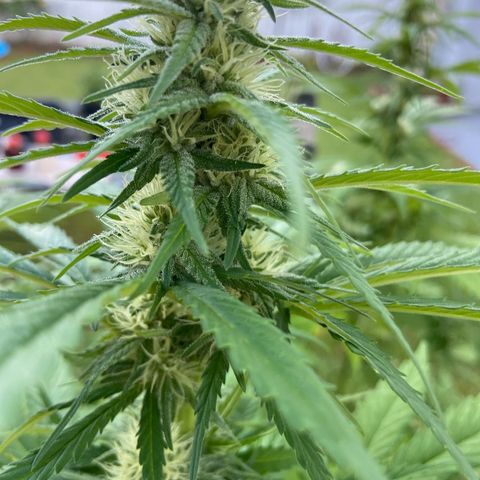 Amnesia Lemon growlog photo: Almost half way