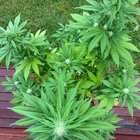 Amnesia Lemon growlog photo: Almost half way