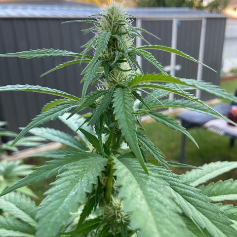 Amnesia Lemon growlog photo: Almost half way