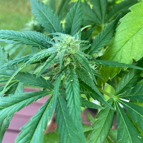 Amnesia Lemon growlog photo: Hair starting to brown up