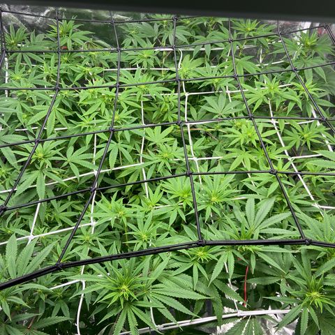 Gorilla Glue 4 growlog timeline photo