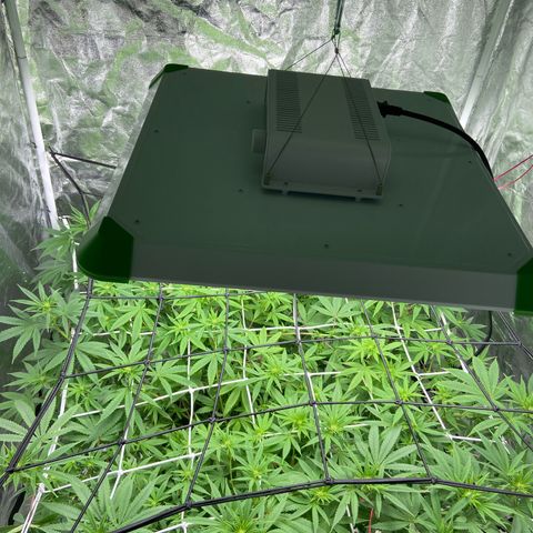 Gorilla Glue 4 growlog photo: Well and truly into the flowering stage