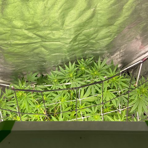 Gorilla Glue 4 growlog photo: Well and truly into the flowering stage