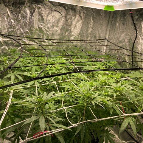 Gorilla Glue 4 growlog photo: Well and truly into the flowering stage