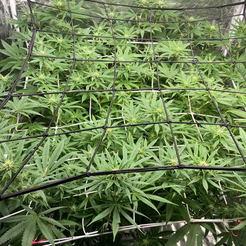 Gorilla Glue 4 growlog timeline photo
