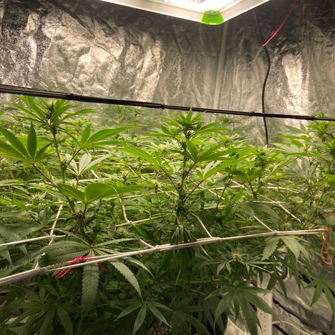 Gorilla Glue 4 growlog photo: Really starting to stretch, +5cm in one week