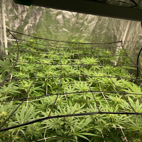 Gorilla Glue 4 growlog photo: Really starting to stretch, +5cm in one week