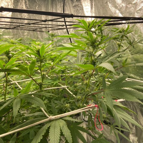 Gorilla Glue 4 growlog photo: Really starting to stretch, +5cm in one week