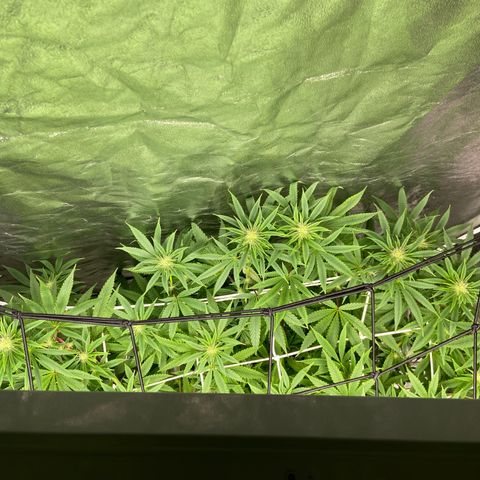 Gorilla Glue 4 growlog photo: Really starting to stretch, +5cm in one week