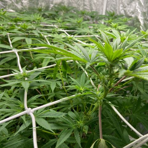 Gorilla Glue 4 growlog photo: Well and truly into the flowering stage