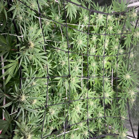 Gorilla Glue 4 growlog photo: Back on track after lighting issue 🤬😤😡