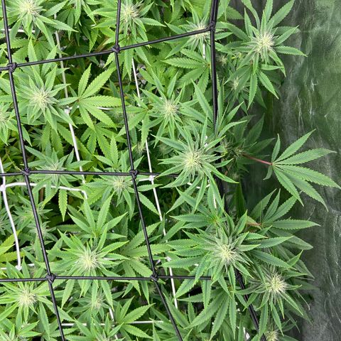 Gorilla Glue 4 growlog photo: Back on track after lighting issue 🤬😤😡