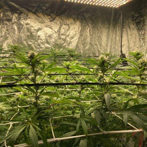 Gorilla Glue 4 growlog photo: Back on track after lighting issue 🤬😤😡