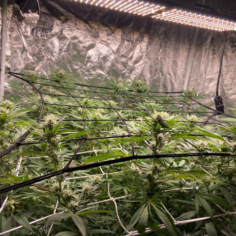 Gorilla Glue 4 growlog photo: Back on track after lighting issue 🤬😤😡
