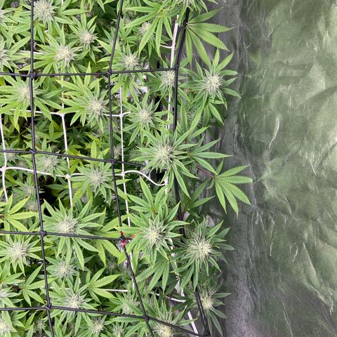 Gorilla Glue 4 growlog photo: Going strong 