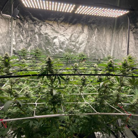 Gorilla Glue 4 growlog photo: Going strong 