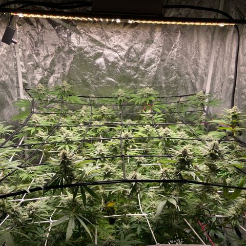 Gorilla Glue 4 growlog photo: Going strong 