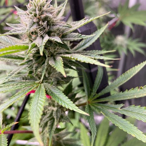 Gorilla Glue 4 growlog photo: Going strong 