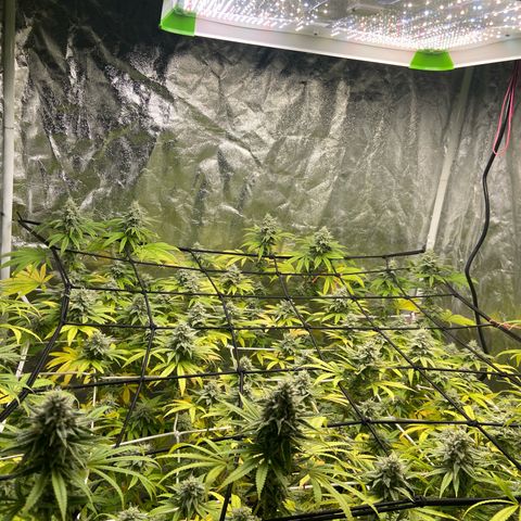 Gorilla Glue 4 growlog photo: Leaves yellowing 