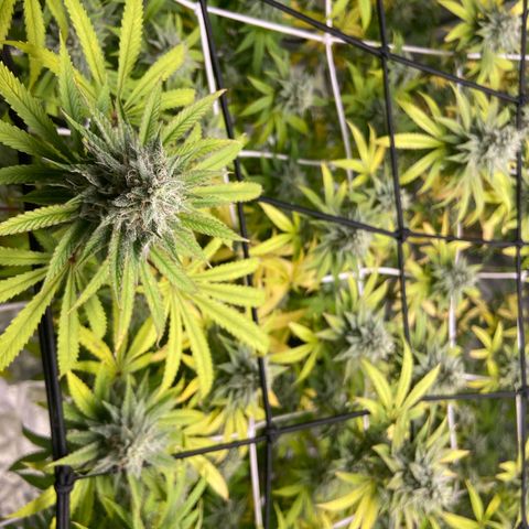 Gorilla Glue 4 growlog photo: Leaves yellowing 