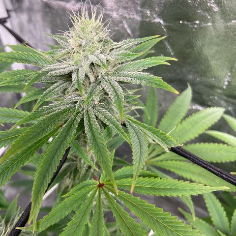 Gorilla Glue 4 growlog photo: Going strong 
