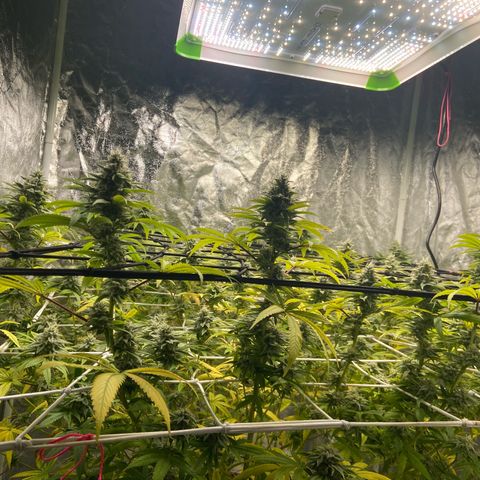 Gorilla Glue 4 growlog photo: Leaves yellowing 